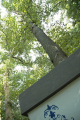 2009-06-03_82-best -72dpi.JPG